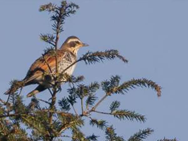 Best Offbeat Things to Do in Darjeeling