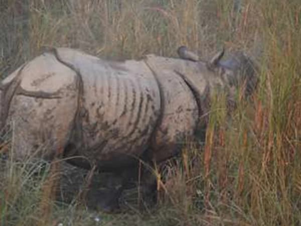 Let's Get Into the Wilderness of Nepal