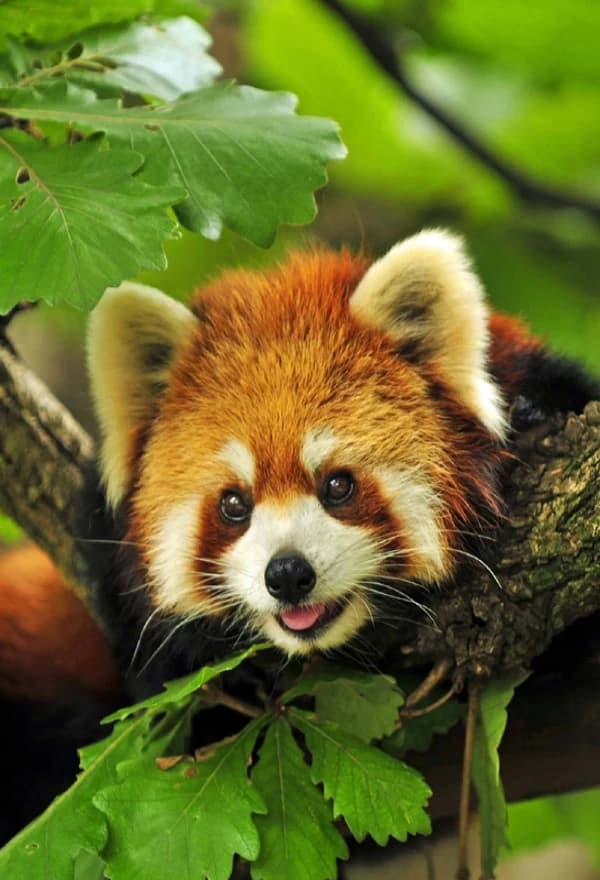 Day Tours in Darjeeling