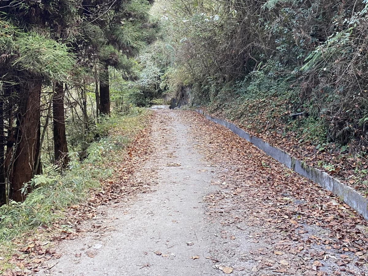 Darjeeling Senchal Wildlife Sanctuary Sonada Hike - 1 Day