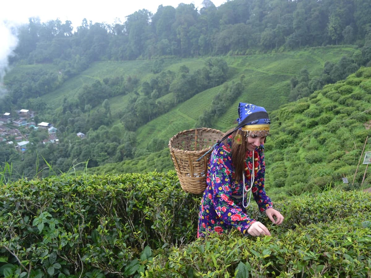 Darjeeling 7 Points Full Day Tour
