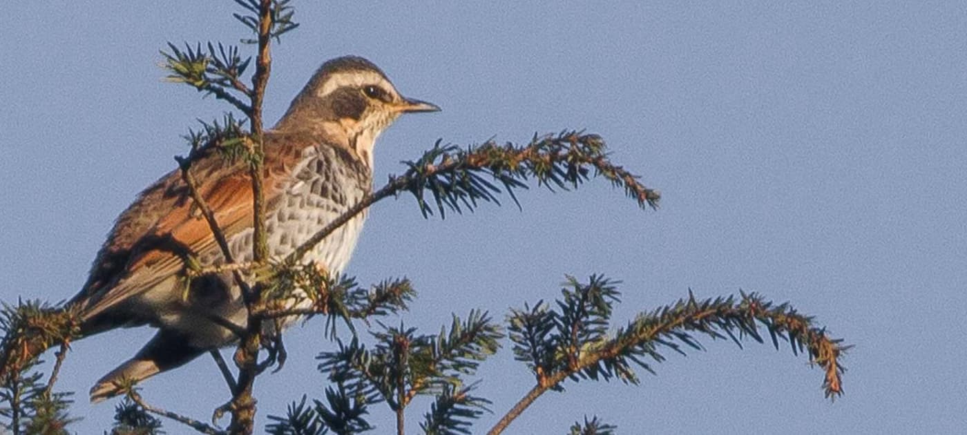 Best Offbeat Things to Do in Darjeeling