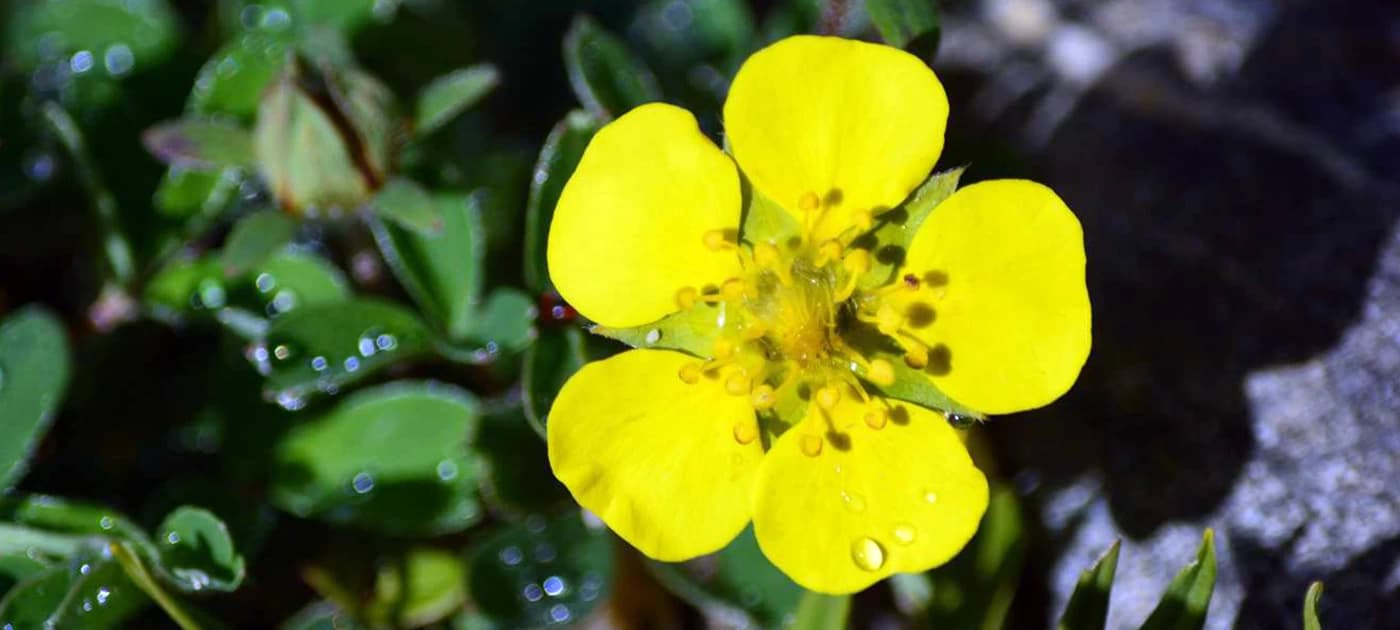 Nepal For All Season