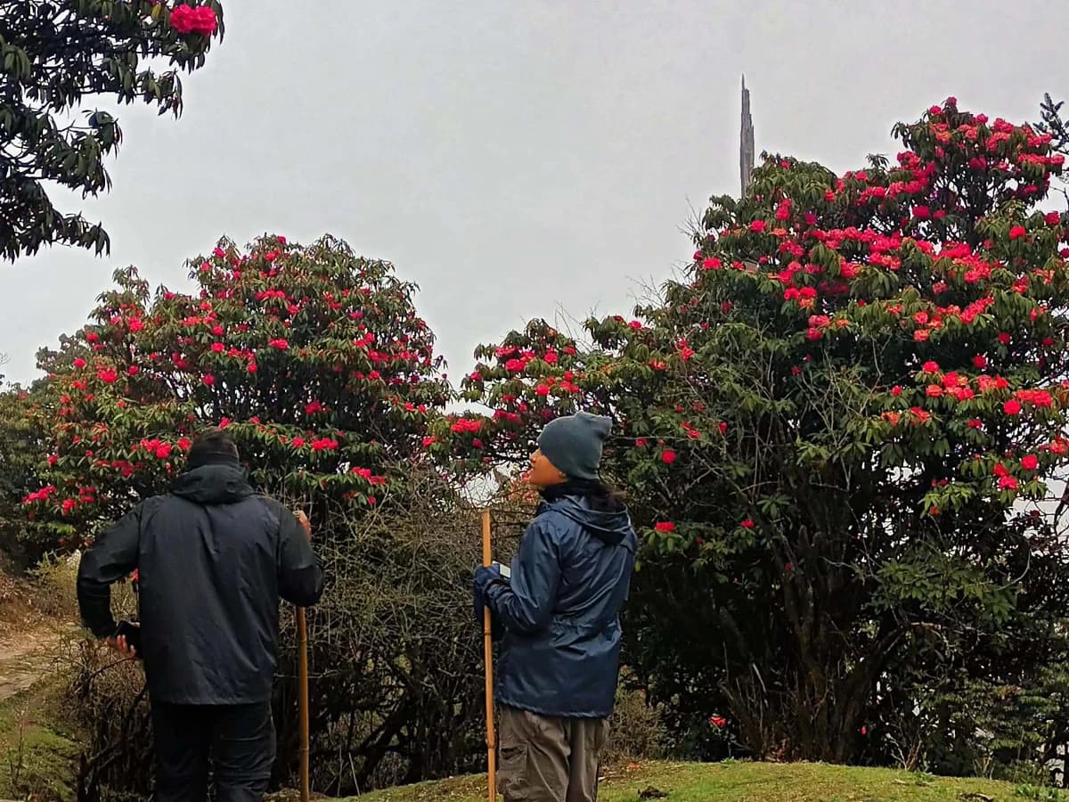 Darjeeling Gorkhey Timburey Home Stay Trek (Village to Village)
