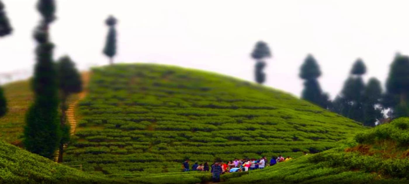 Tea Garden in Darjeeling
