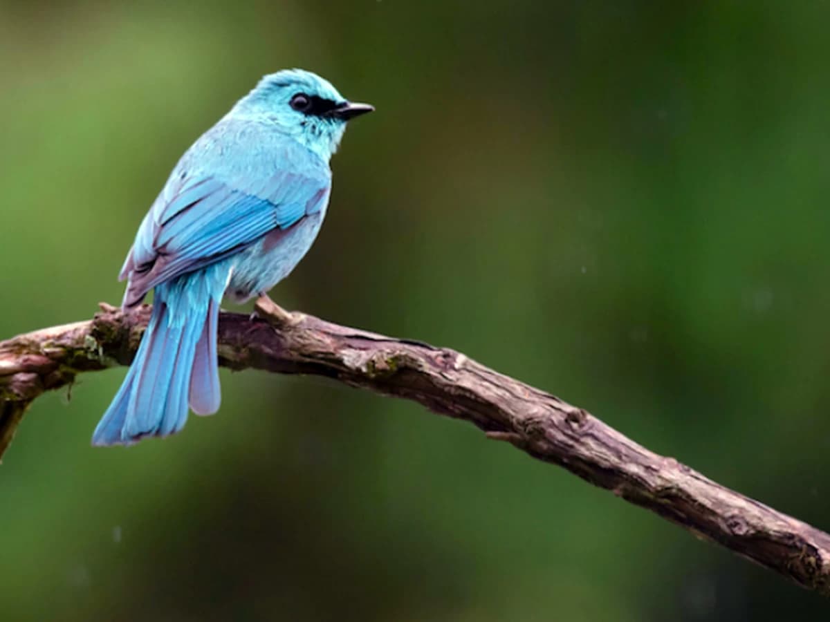 Bird Watching tours in Darjeeling Singalila ridge - 12 Days