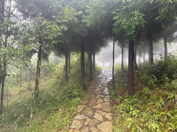 White Orchid Trail Day Hike in Kurseong