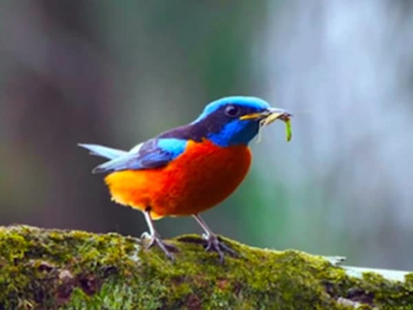 Bird Watching tours in Darjeeling Singalila ridge - 12 Days