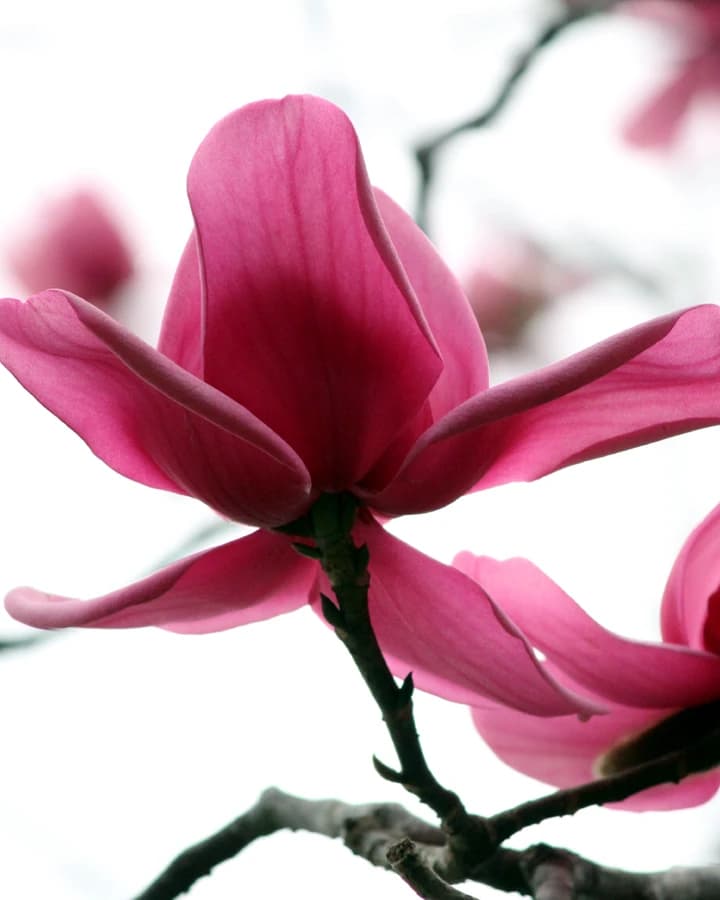 Explore Sandakphu Trek