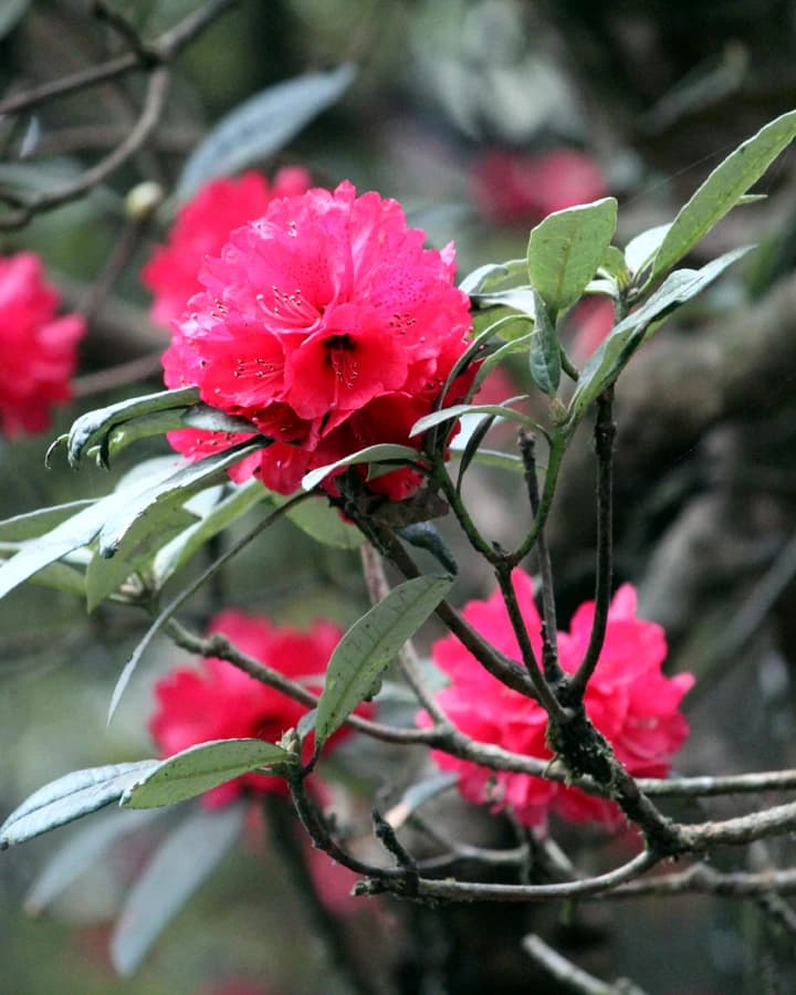 Explore Sandakphu Trek