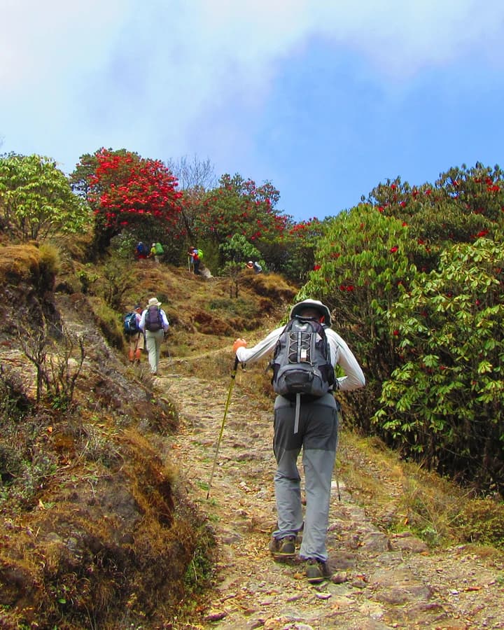 Spring in Singalila National Park Darjeeling