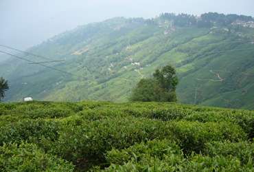 Tea Garden in Darjeeling 