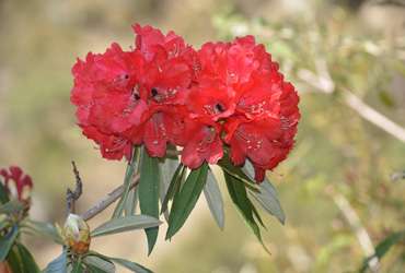 Flowers in Nepal