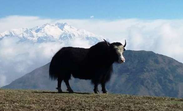 Adventure Tours in Darjeeling