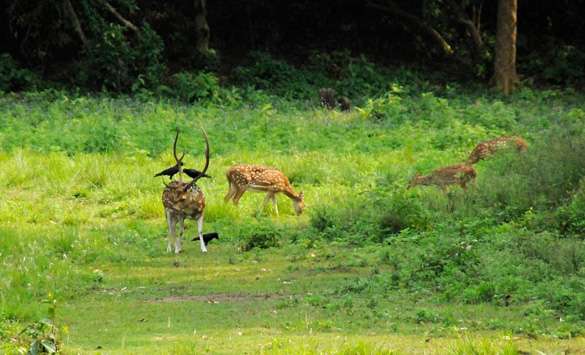 Jungle Safari in Nepal