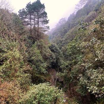 The Forest landscape views during Chatakpur Day Trek