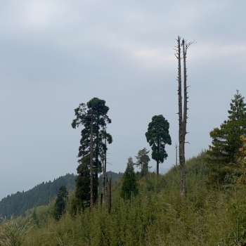 Pic at Darjeeling to Chatakpur Day Hiking