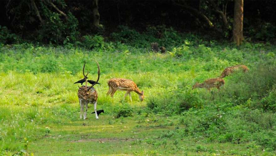 Chitwan Jungle Safari