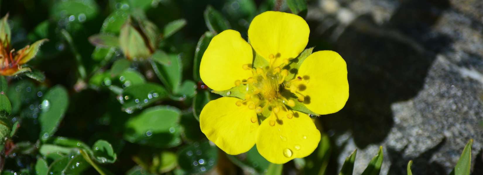 Flowers in Nepal