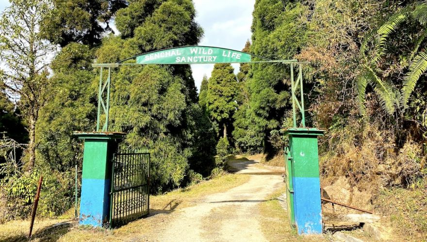 Darjeeling Senchal Wildlife Sanctuary Sonada Hike