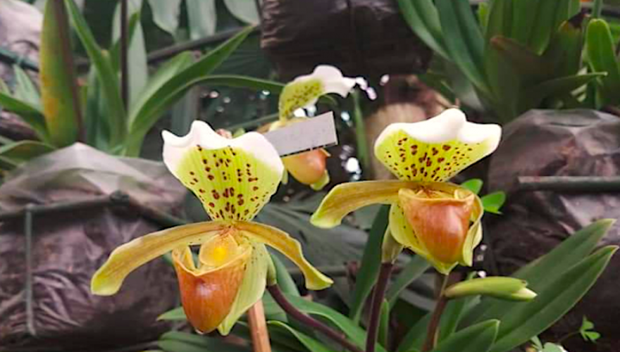 Orchid flower seen during the trek