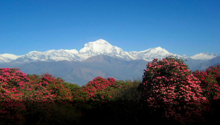 Ghorepani Poon Hill Trek