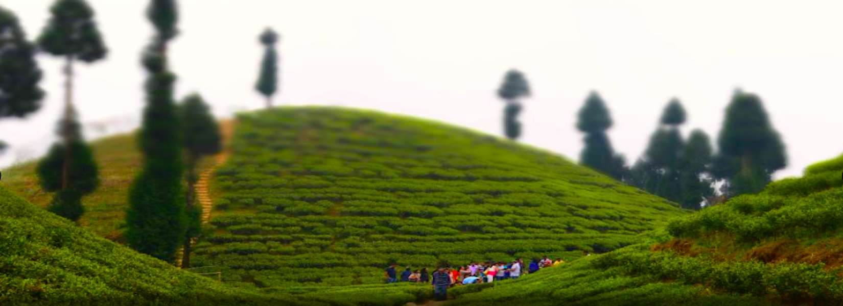 Tea Garden in Darjeeling