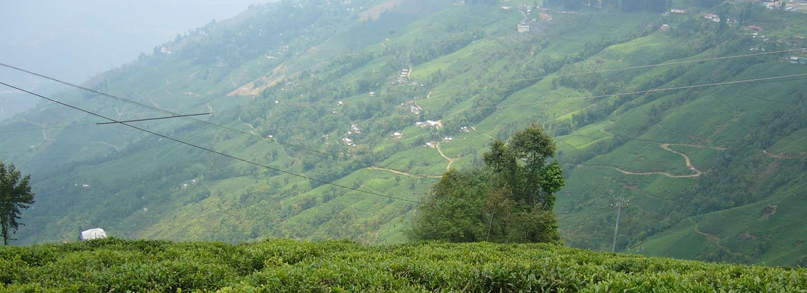 Tea Garden in Darjeeling 