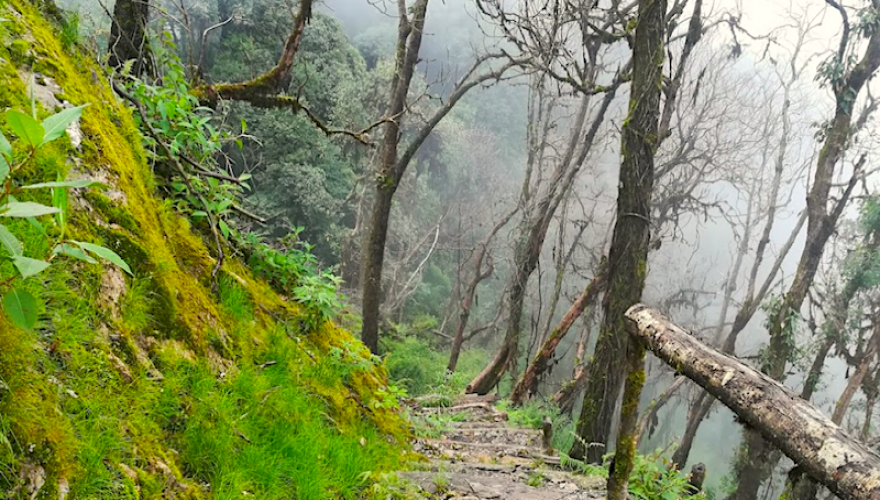 Trek through den forest