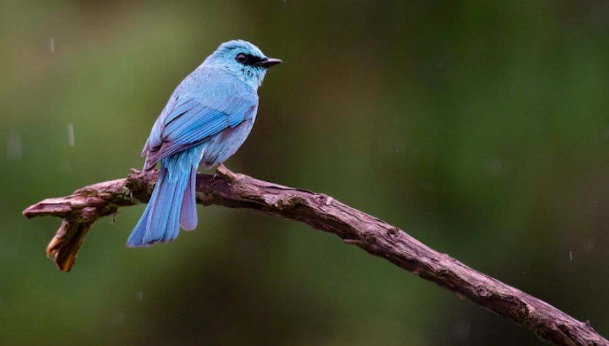 Bird Watching tours in Darjeeling Singalila ridge