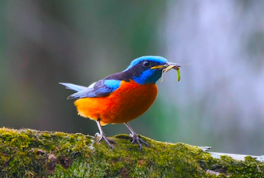 Bird Watching tours in Darjeeling Singalila ridge