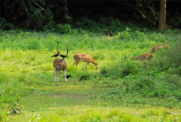 Chitwan Jungle Safari