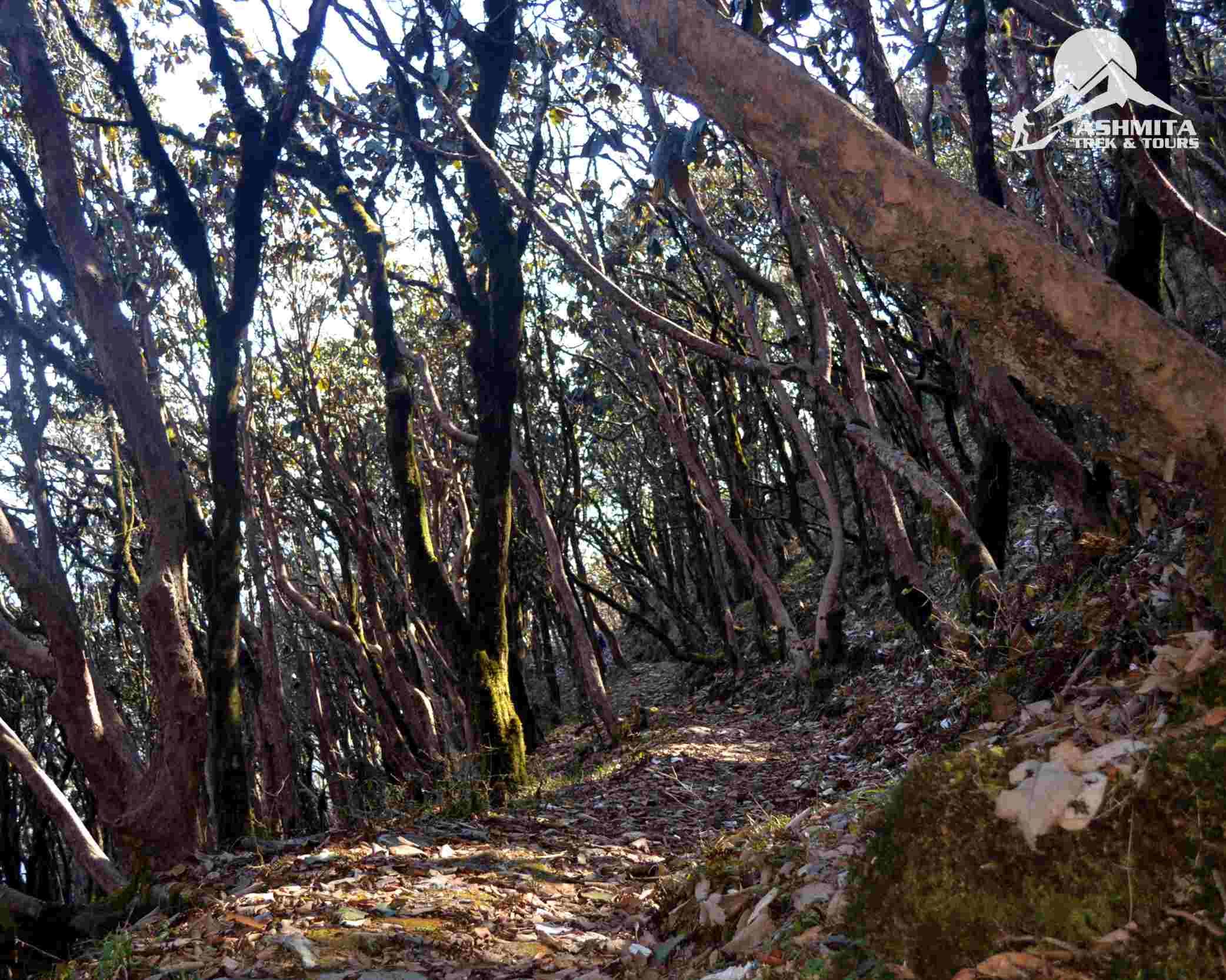 You will trek through the Densest Pine forest