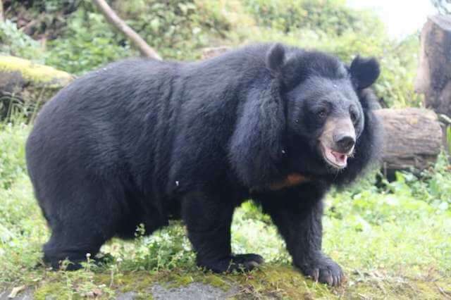 Himalayan Black Bear in Darjeeling Zoo