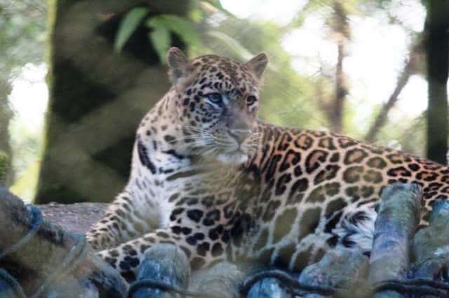 common leopard in Darjeeling Zoo