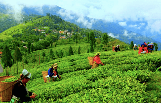 wonderful scenic view of tea garden Tea Plucking